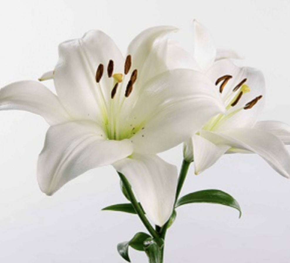 Hybrid lily